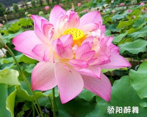 大型荷花太空莲品种骄阳醉舞芳香超丰花花期长适宜盆栽池塘庭院