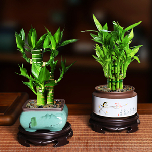 富贵竹盆栽文昌竹观音竹植物办公室桌面招财植物茶桌中式小绿植