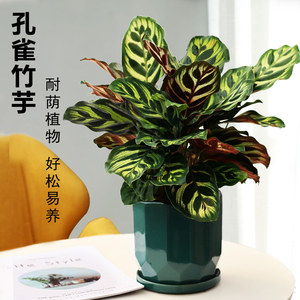 孔雀竹芋盆栽办公室观叶植物室内客厅常绿小盆栽净化空气绿植