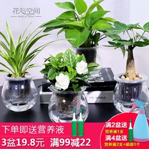 绿萝栀子花发财树常春藤文竹室内水培绿色小植物净化空气盆栽绿植 阿里巴巴找货神器