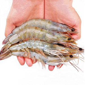 宁波特产东海大虾鲜活海鲜水产基围虾对虾海虾海捕食用吃货4斤装