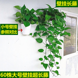 悬挂式绿植植物壁挂墙上绿萝盆栽长藤水培吊兰垂吊室内客厅办公室