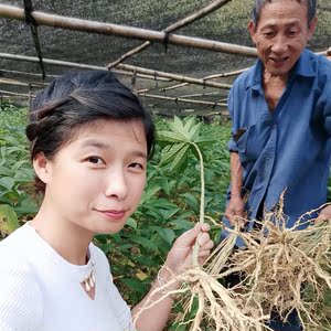 中草药黄花倒水莲观音串树苗黄花大远志种苗庭院阳台绿植盆栽喜阴