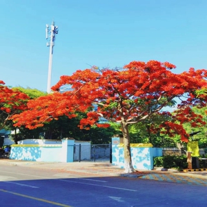 凤凰木树苗红花楹门前旺宅树名贵树苗盆栽庭院风景树形大树行道树