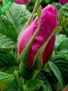 食用玫瑰花苗大马士革玫瑰平阴玫瑰月季花苗四季开花浓香盆载植物