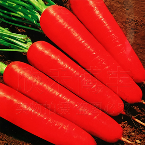 韩国进口红胡萝卜籽种春秋季水果新黑田五寸七寸参种子蔬菜种孑