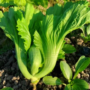 水东甜芥菜种籽秋冬季蔬菜阳台盆栽四季青菜籽鸡心灯笼介菜种子孑