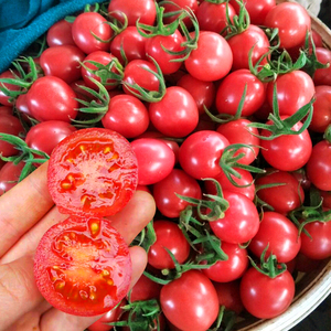 千禧樱桃番茄种子阳台高产小番茄种籽小柿子圣女果苗盆栽蔬菜种孑