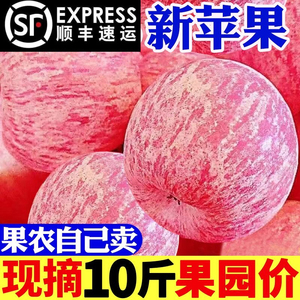 2023正宗山东烟台栖霞红富士苹果新鲜水果脆甜当季整箱10斤一级果