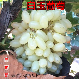 新品种白玉葡萄树苗马奶提子无核葡萄南方北方种植葡萄苗当年结果