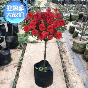 独杆树桩月季特大树开花多色高杆棒棒糖树状玫瑰阳台老桩树苗庭院