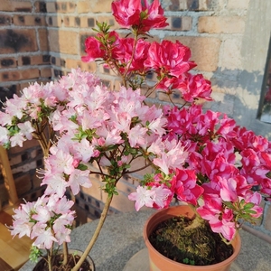 东洋鹃进口珍贵花蝴蝶杜鹃花 树苗庭院盆景植物盆栽花卉一物一拍