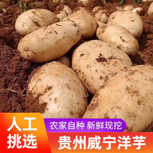 贵州特产 正宗威宁土豆新鲜洋芋黄皮黄心高海拔老品种马铃薯蔬菜