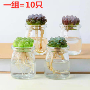 小号多肉花瓶透明玻璃仙人球花盆迷你肉肉种植花盆家用简约小花盆
