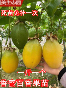 新品种台湾香蜜木瓜百香果苗南方种植四季开花当年结果阳台庭院种