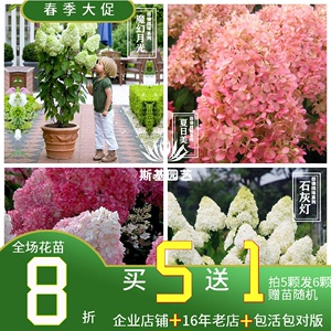 【斯基园艺】 圆锥绣球石灰灯香草草莓月光美雪媚娘夏日北极熊