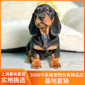 上海腊肠犬基地直销 铁包金 巧克力色迷你腊肠幼犬上海可上门挑选