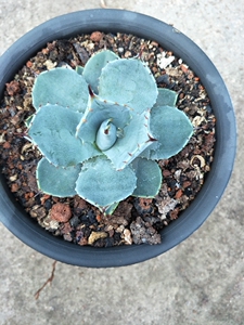 多肉植物虚空藏 高级灰 直径10cm 龙舌兰 阿里巴巴找货神器