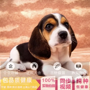 上海出售纯种比格幼犬中型犬 家养双血统比格短毛猎犬比格宠物狗