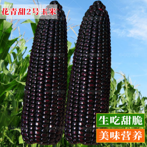 花青甜2号黑玉米种子黑色水果玉米种春四季高产大棒易种蔬菜种籽