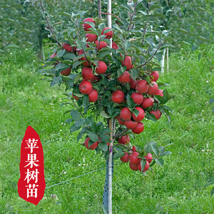 苹果树苗嫁接红富士冰糖心果树矮化盆栽地载当年结果南方北方种植