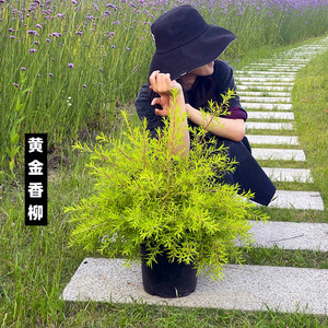 黄金香柳树苗花镜植物庭院花园多年生木本植物四季青黄金香柳盆栽