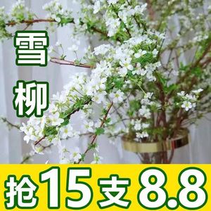 【包开花】雪柳鲜枝干枝遇水开花水养插花好养活水培植物室内花卉