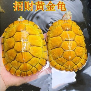 黄金巴西龟活体宠物龟外塘养殖网红小乌龟招财龟情侣龟风水龟水龟
