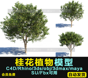 桂花 常绿乔木 3d植物C4D/犀牛/OBJ/3ds/3dmax/maya/FBX/SU可用