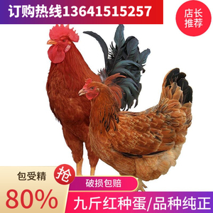 纯种九斤红种蛋可孵化小鸡380肉鸡种蛋大型九斤黄受精蛋