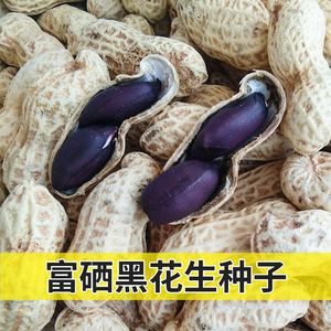 山东黑花生种子红皮四粒红不带壳花生米种籽孑子高产品种优质大粒