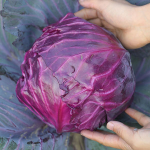 紫甘蓝种子种籽孑子苗秧包莱菜苗包菜蔬菜秧苗大头菜包心菜圆白菜