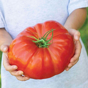传家宝巨型牛排番茄种子种籽苗秧大西红柿秧苗四季马蹄蔬菜孑子