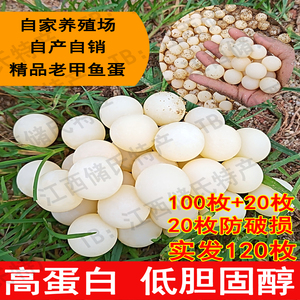 【100枚送20枚】农家新鲜食用甲鱼蛋宝宝辅食营养美味老鳖乌龟蛋