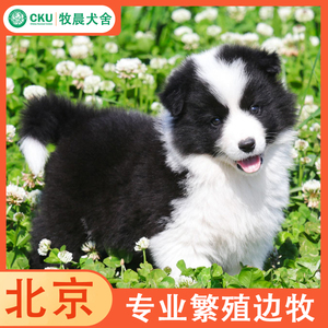北京边境牧羊犬犬舍黑白色陨石色咖啡色金色三色边牧活体幼犬出售