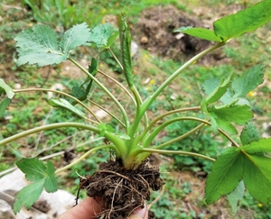 鸭儿芹种苗  大叶芹野蜀葵鸭芹菜庭院阳台 盆栽苗鸭脚板野菜