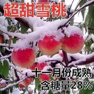 现摘冬桃冬雪青桃脆桃毛桃孕妇新鲜水果当季整箱非水蜜桃