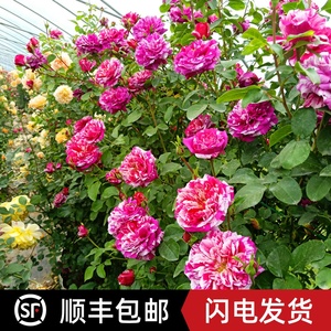 大型藤本月季花苗条纹大花爬藤蔷薇苗伊蕾莎斯特拱门花墙爆花 阿里巴巴找货神器 大型藤本月季花苗条纹大花爬藤蔷薇苗伊蕾莎斯特拱门花墙爆花 阿里巴巴找货神器