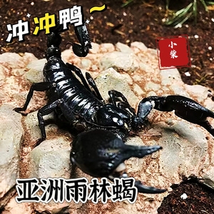 亚洲雨林蝎大号宠物观赏蝎子活体大黑蝎子温顺可上手爬虫异宠