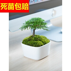 卷柏小盆栽蕨类植物 卷柏小盆栽蕨类植物品牌 价格 阿里巴巴