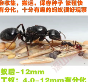 工匠收获蚁生日礼物吃种子的蚂蚁强壮的小蚂蚁 有分化新手养蚂蚁