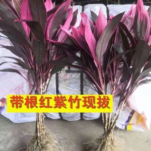 带根红紫竹鸿运当头客厅水养花卉盆栽绿植富贵竹植物水培净化空气