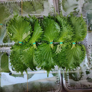 新鲜苏子叶约100片/盒日本料理大叶紫苏叶西餐香料刺身装饰摆盘用
