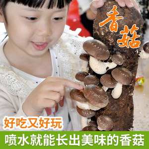 菇婆婆 香菇食用菌棒菌包蘑菇菌包冬菇花菇蘑菇家庭种植蘑菇菌包