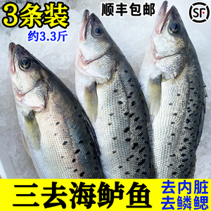 3条装海鲈鱼已去内脏新鲜冷冻大鲈鱼鲜活冰冻海鱼活体现杀约3.3斤