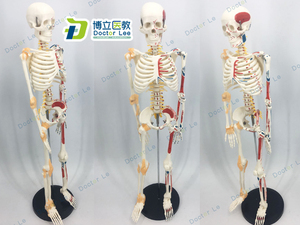 85cm人体骨骼模型可活动骨架标肌肉解剖脊椎骷髅小针刀正骨针灸