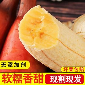 福建漳州红美人香蕉5斤新鲜水果自熟红香蕉包邮甜芭蕉当季红皮蕉