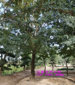 对节白蜡占地拆迁树木对接白腊大树造型树风景树木庭院别墅盆景