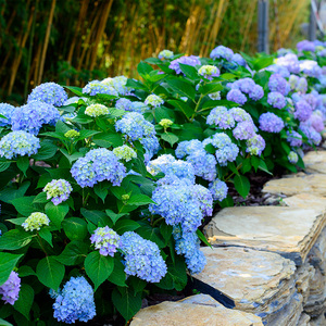 无尽夏绣球花盆栽八仙花蓝色大花变色绣球花阳台庭院耐阴花卉植物