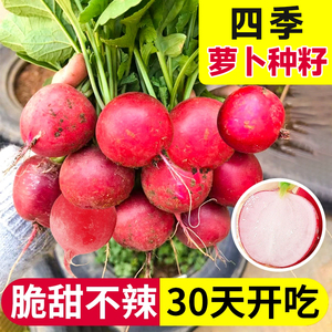 樱桃萝卜种子四季水果凤梨红白小萝卜盆栽室内菜籽孑耐寒蔬菜种籽